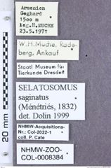 Etiketten zu Selatosomus saginatus (Ménétriés, 1832) (NHMW-ZOO-COL-0008384)